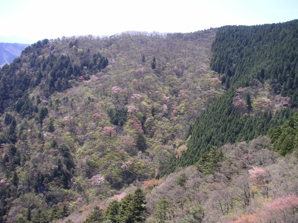 山桜